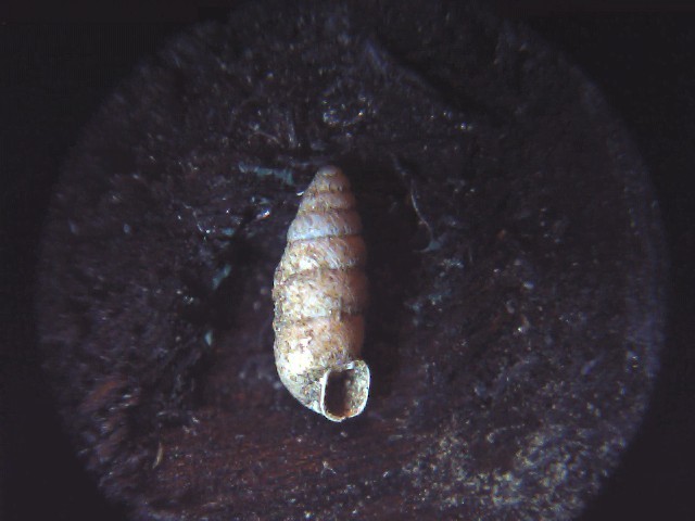 granopupa granum